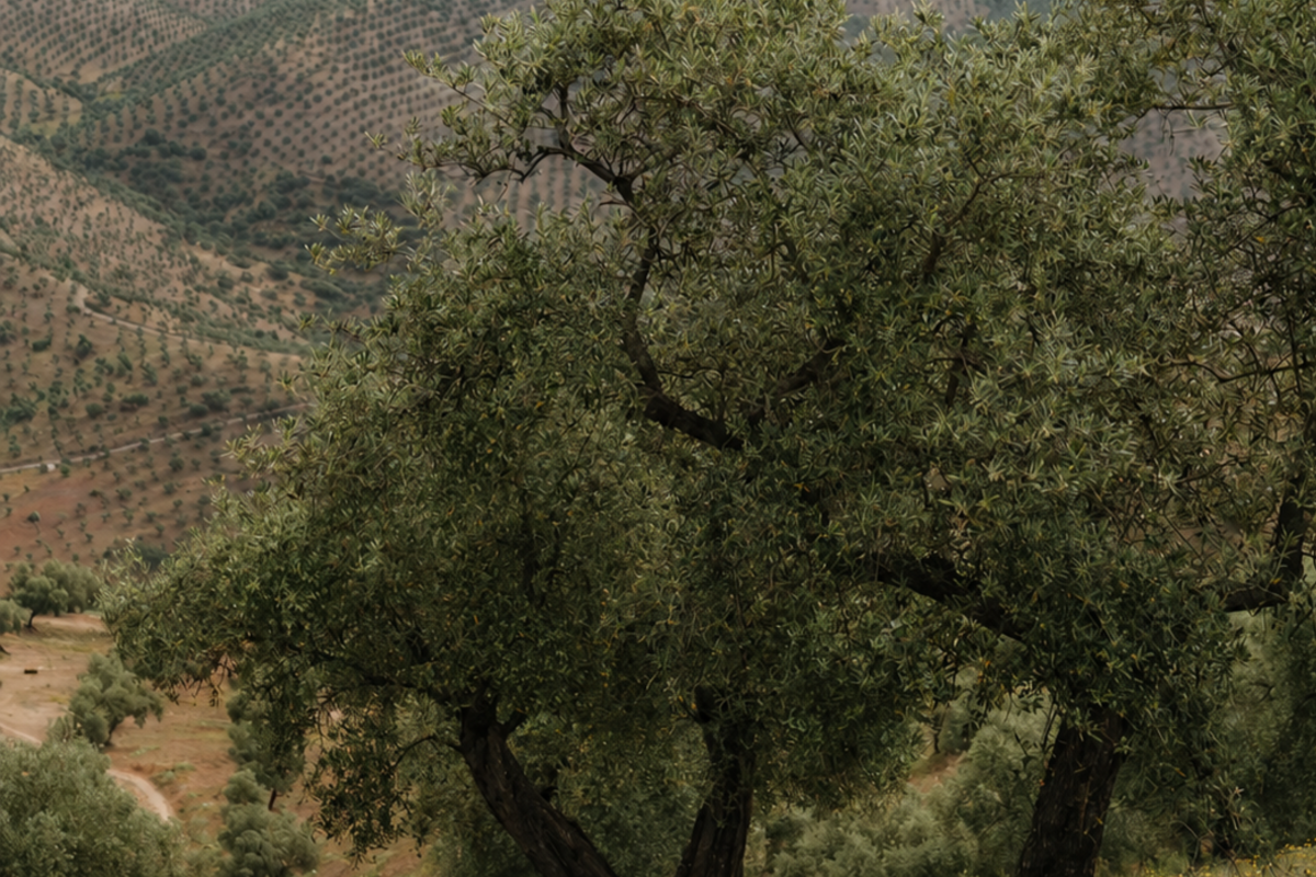 Nuevo Reglamento de Producción Integrada del Olivar en Andalucía: ¿qué cambia para los olivareros?